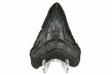 Fossil Megalodon Tooth - South Carolina #172239-2